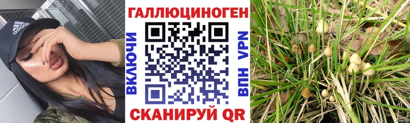 Псилоцибиновые грибы мухоморы  хочу наркоту  Терек 